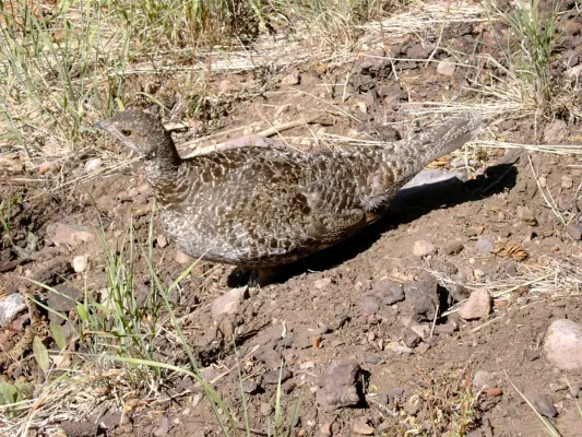 File:Sooty Grouse- Dendragapus fuliginosus (9403816948).jpg