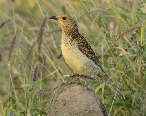 File:Spotted Bowerbird - Chlamydera maculata (cropped).jpg
