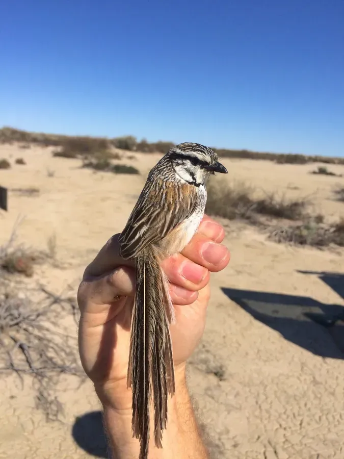 File:GreyGrasswrenAmytornisbarbatus.jpg