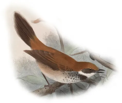 File:Rhipidura semirubra 01.jpg