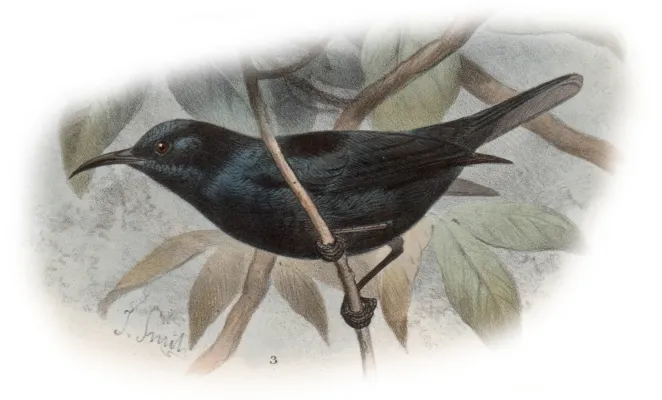 File:Myzomela pammelaena 01.jpg