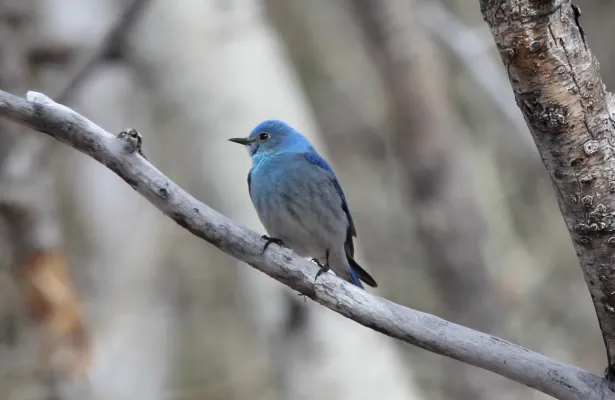 File:Mountain Bluebird (Sialia currucoides) (8732009207).jpg