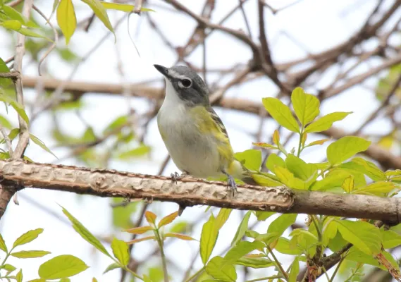 File:Blue-headed Vireo (Vireo solitarius) (15409783091).jpg