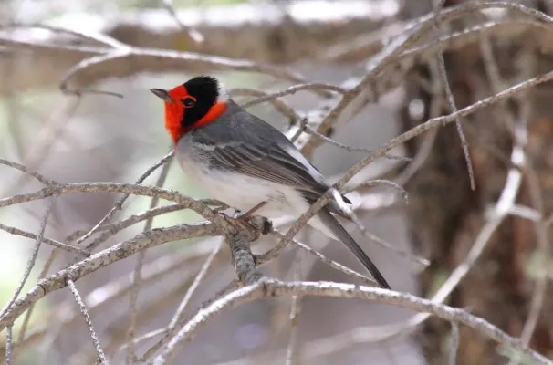 File:Red-faced Warbler (Cardellina rubrifrons) (13853609743).jpg