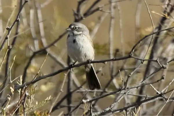File:Sagebrush Sparrow (Artemisiospiza nevadensis) (13853817634).jpg