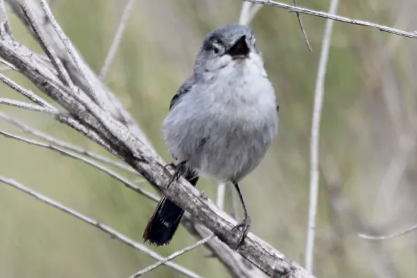File:California Gnatcatcher (Polioptila californica) (13853504285).jpg