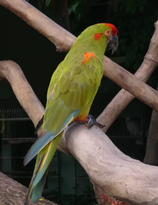 File:Red-fronted Macaw (Ara rubrogenys) -on branch-3cp.jpg