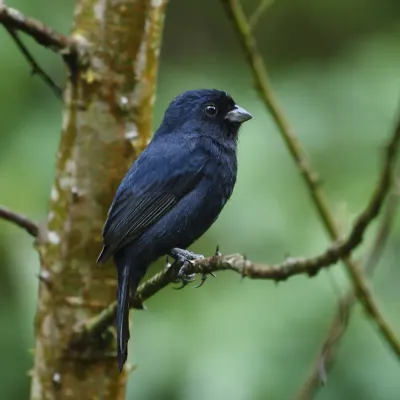 File:Amaurospiza moesta - Blackish-blue seedeater (male).JPG