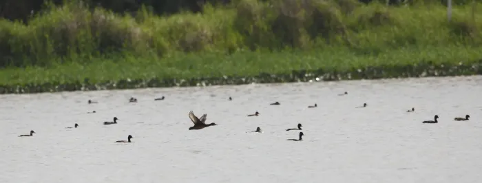 File:Netta erythrophthalma - Southern Pochard (flock), Tremembé, SP, Brasil.jpg