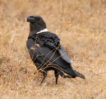 File:Corvus albicollis White-necked Raven.JPG