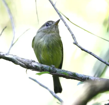 File:Hemitriccus kaempferi - Kaempfer's tody-tyrant.JPG