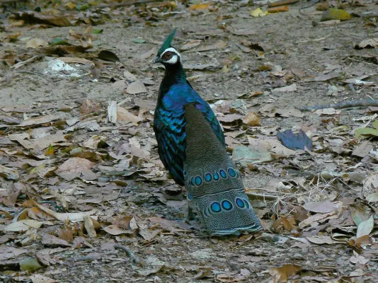 File:Polyplectron napoleonis, St Pauls National Park, Palawan 1.jpg