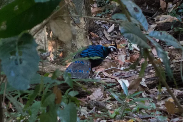 File:Polyplectron napoleonis, Mimaropa, Palawan 1.jpg