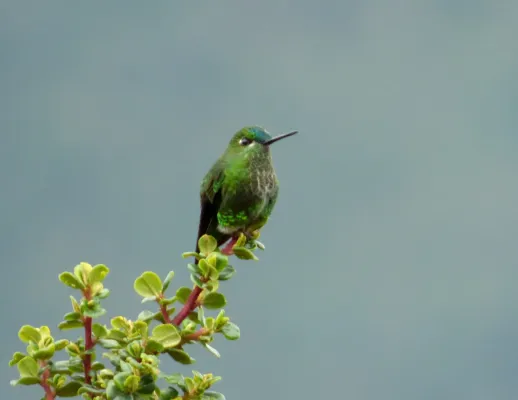 File:Eriocnemis derbyi (Paramero rabihorcado) (15321385900).jpg