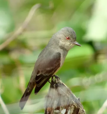 File:Knipolegus poecilurus (Atrapamoscas ojirrojo) (14021842042).jpg