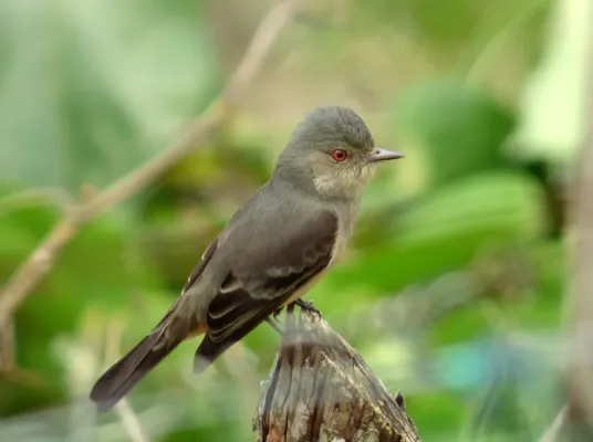 File:Knipolegus poecilurus (Atrapamoscas ojirrojo) (14021861371).jpg