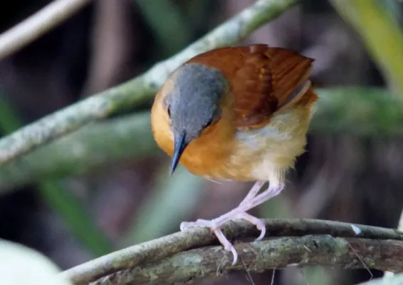 File:Myrmeciza longipes (Hormiguero pechiblanco) - Hembra (14413185137).jpg