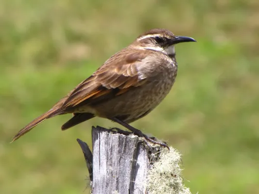 File:Cinclodes excelsior (Cínclodes cavador) (14036519102).jpg