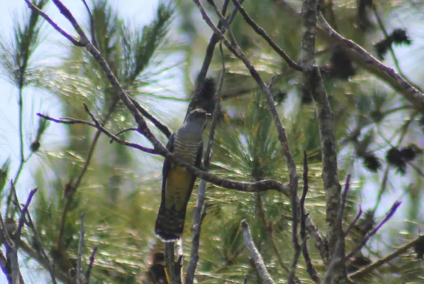 File:Cuculus rochii.JPG