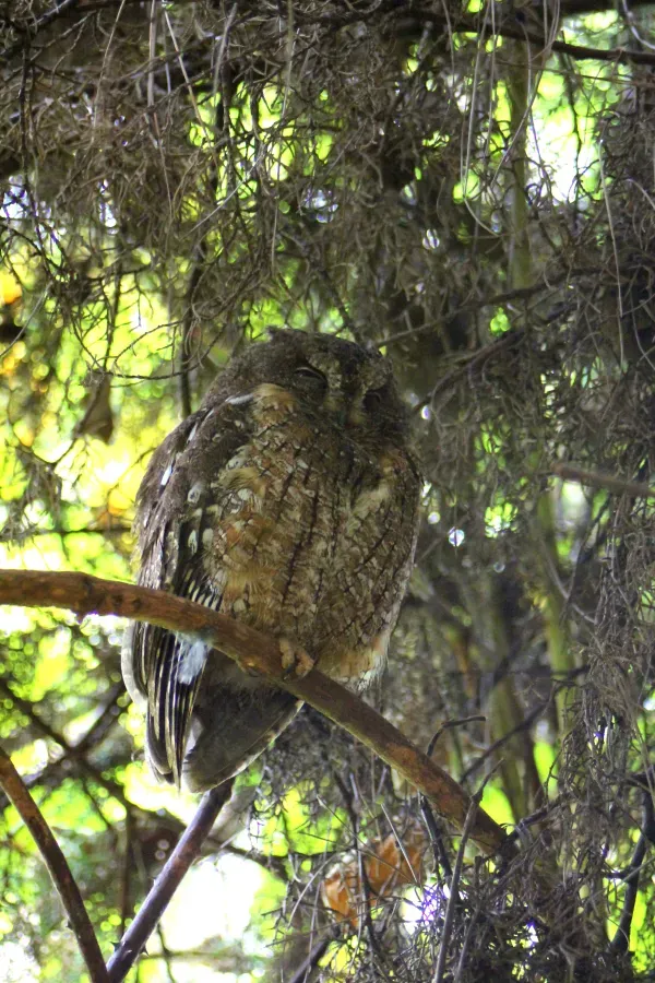 File:Otus rutilus.JPG