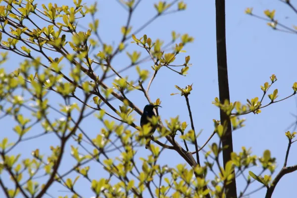 File:Cinnyris notatus (21922541939).jpg