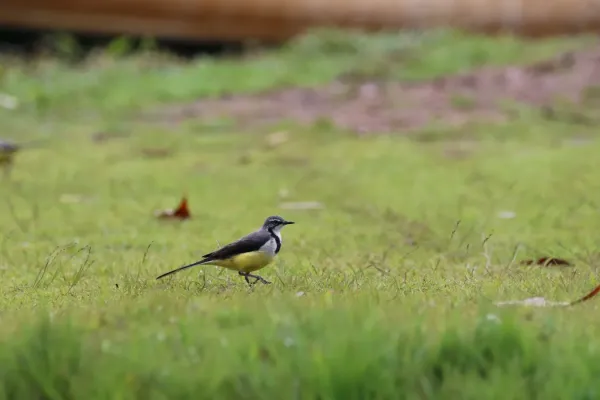 File:Motacilla flaviventris (21999052646).jpg