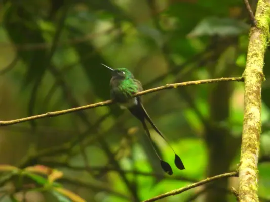 File:Ocreatus underwoodii (Cola de raqueta) (14167936223).jpg