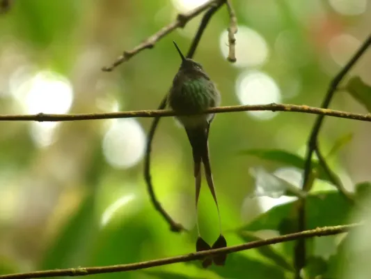 File:Ocreatus underwoodii (Cola de raqueta) (14148051494).jpg