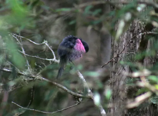 File:Petroica rodinogaster, male preening, Tasmania.jpg