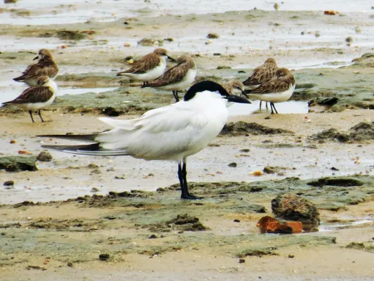 File:Gelochelidon macrotarsa and Calidris ruficollis (crop).jpg
