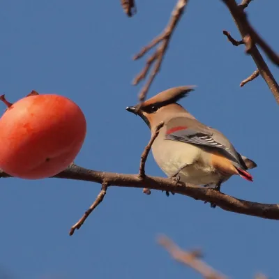 File:Bombycilla japonica, Nara, Japan 1.jpg