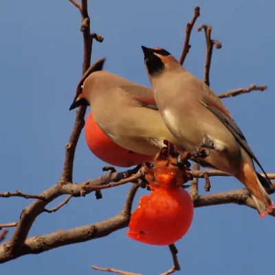 File:Bombycilla japonica, Nara, Japan 2.jpg