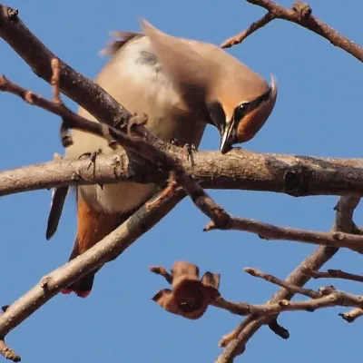 File:Bombycilla japonica, Nara, Japan 4.jpg