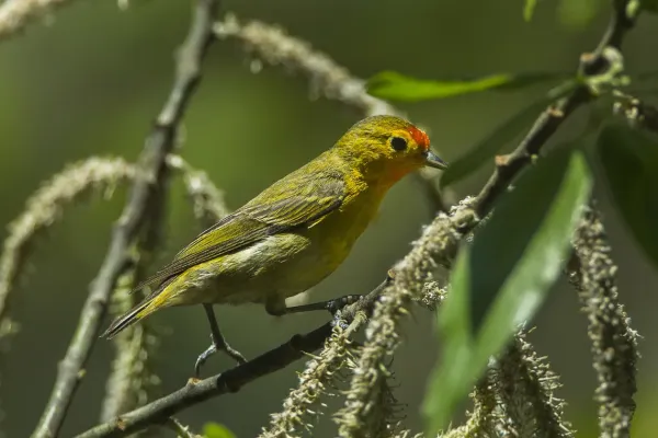 File:Cephalopyrus flammiceps, Bhutan 1.jpg