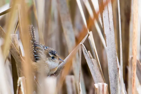 File:Sedge Wren (Cistothorus stellaris) (21843658894).jpg