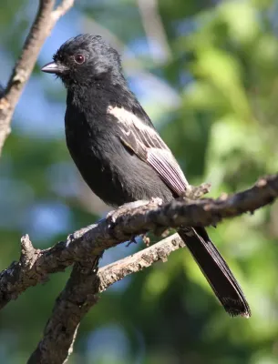 File:Melaniparus niger ravidus, Marakele NP, South Africa 8.jpg