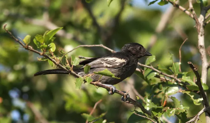 File:Melaniparus niger ravidus, Pilanesberg NP, South Africa 3.jpg