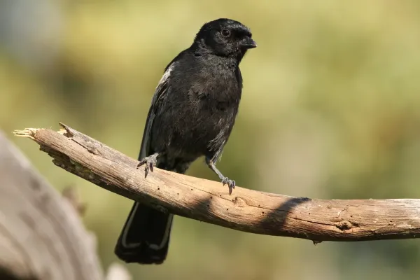 File:Melaniparus niger ravidus, Pilanesberg NP, South Africa 5.jpg