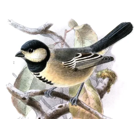 File:Melaniparus thruppi Keulemans.jpg