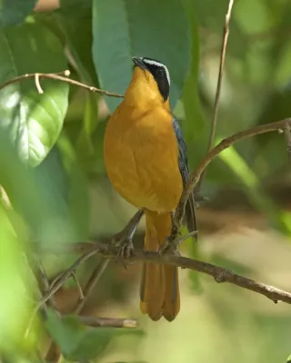 File:White-browed Robin-Chat (Cossypha heuglini) (22548643196).jpg