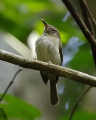 File:Hemitriccus minor - Snethlage's tody-tyrant.JPG