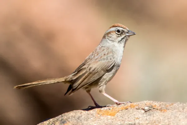 File:Rufous-crowned Sparrow (Aimophila ruficeps) (20342481992).jpg
