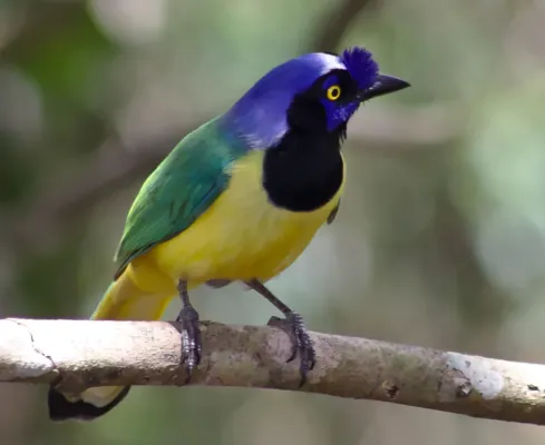 File:Inca Jay, Querrequerre (Cyanocorax yncas).jpg