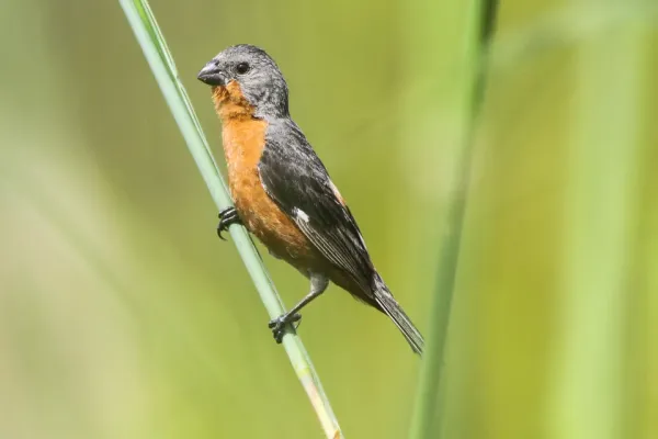 File:Ruddy-breasted Seedeater (Sporophila minuta) (8079733682).jpg