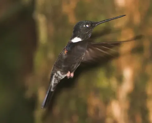 File:Black Inca (Coeligena prunellei) (8079735186).jpg