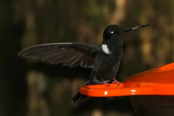 File:Black Inca (Coeligena prunellei) (8079735460).jpg