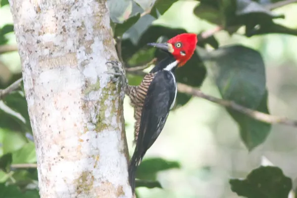 File:Crimson-crested Woodpecker (Campephilus melanoleucos) (8079741146).jpg