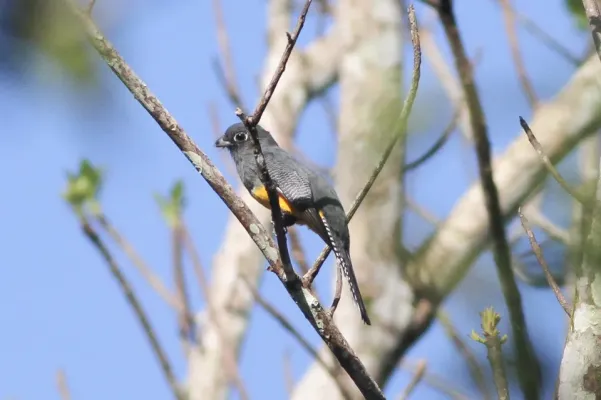 File:Gartered Trogon (Trogon caligatus) (8079728712).jpg