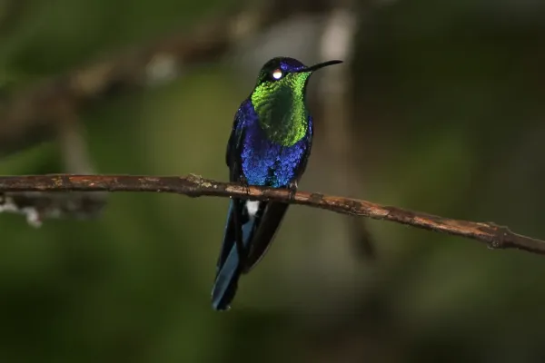 File:Crowned Woodnymph (Thalurania colombica) (8079741599).jpg