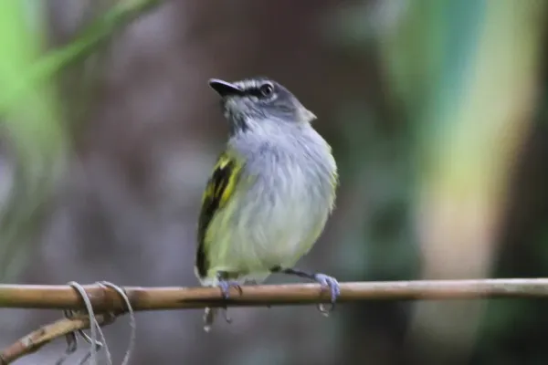 File:Slaty-headed Tody-Flycatcher (Poecilotriccus sylvia) (8079753320).jpg